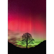 Puzzel Sycamore Gap 1000 Heye 30065 NEW